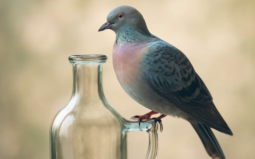 glass bottles pigeon